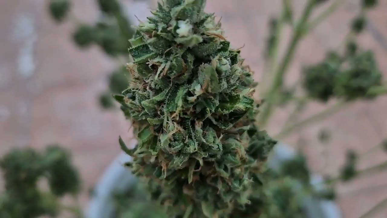 Харв Afghan Mass XXL Auto 00 за 68 дней от Мария Любит Хуана #00 #weed #harvest #plant #biobizz