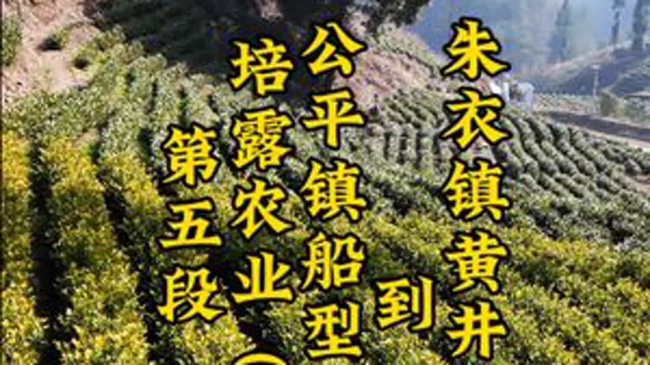 #记录家乡美景 （走进茶园）