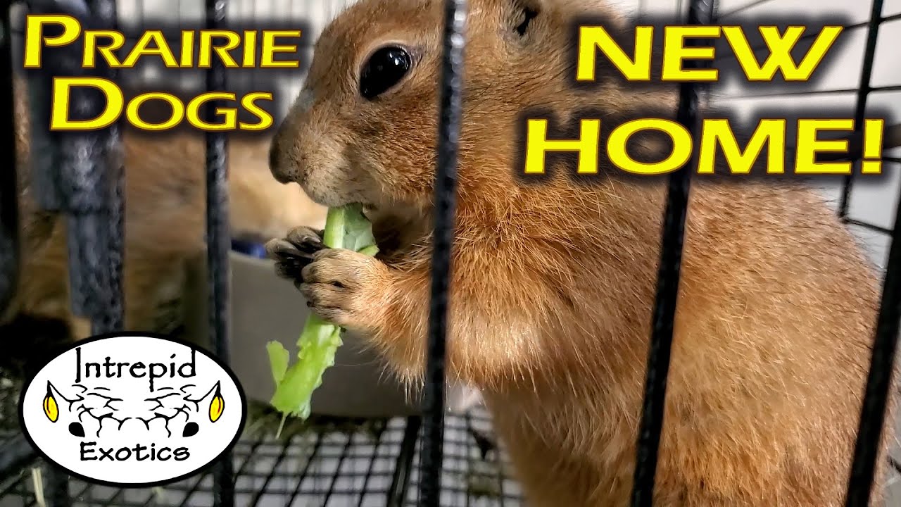 🐹 Уход за луговыми собачками и новый вольер
