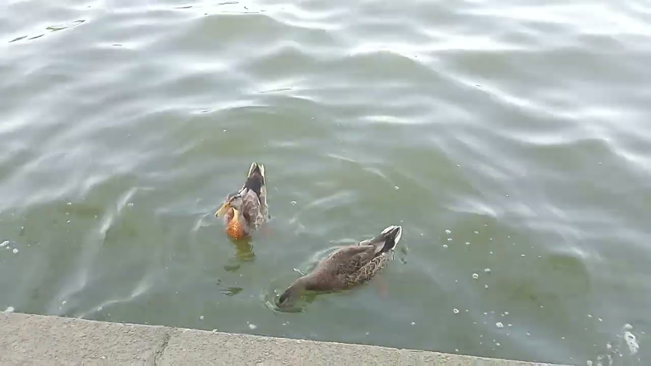 Who is Faster to Get Food?