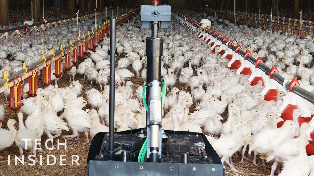 How A Four-Wheeled Robot Is Improving Poultry Farming In Minnesota