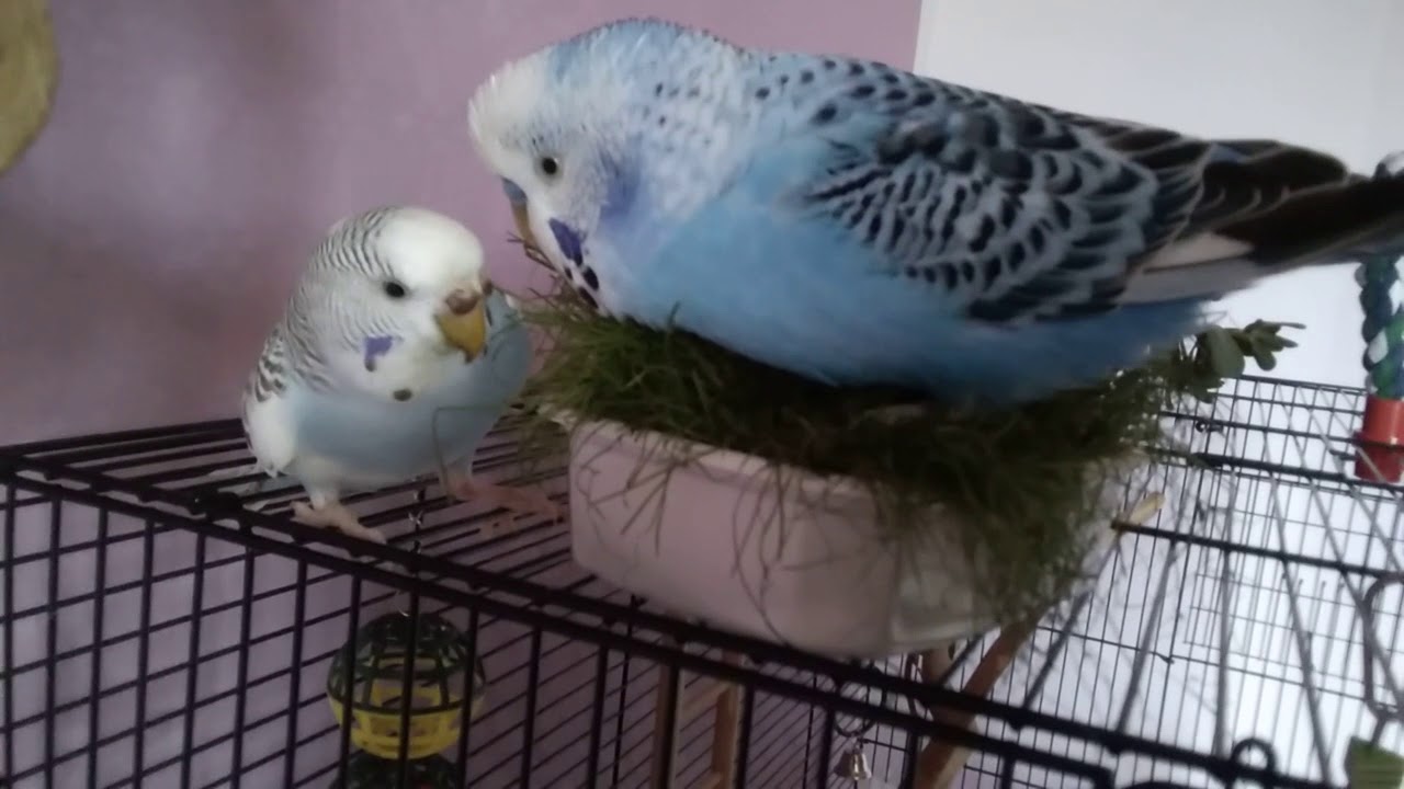 🐦Cocorite;momenti:.. Ma ancor di più l'erbetta nella vaschetta! 🐦🌱