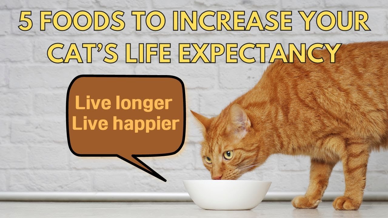 5 Foods To Increase Your Cat&rsquo;s Life Expectancy