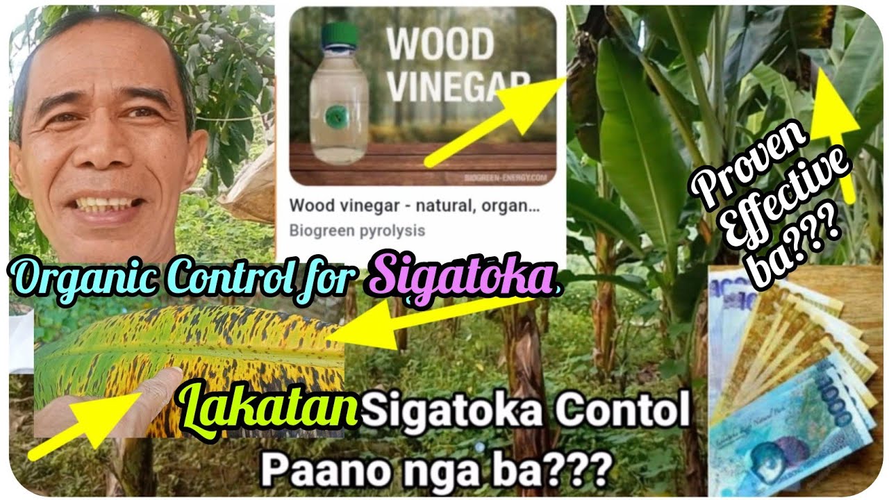 『Lakatan Sigatoka Control』〘Amazingly Effective〙