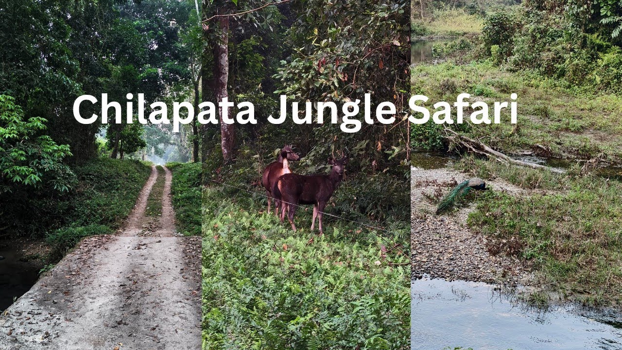 Chilapata Jungle Safari