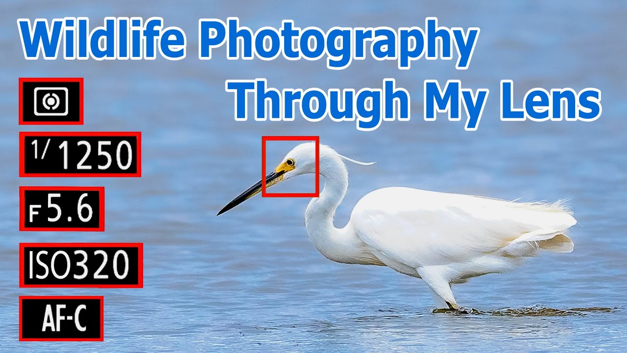 Wildlife Photography Through My Lens
