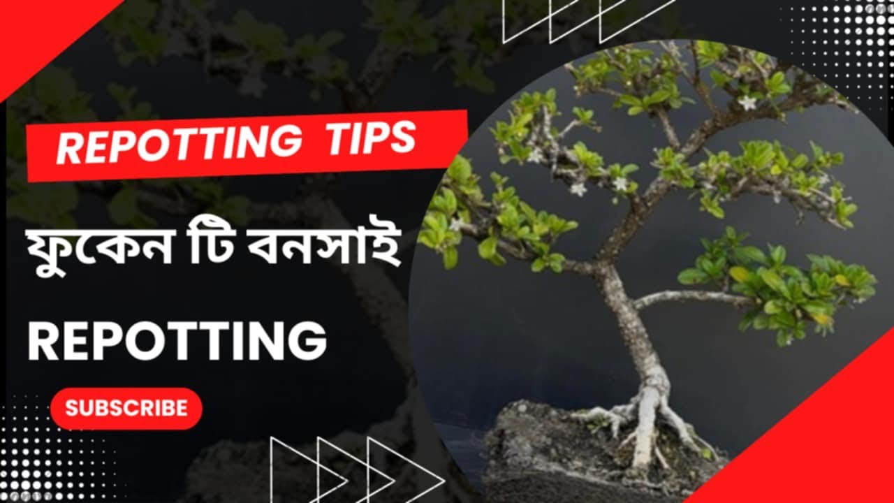 Fukein Tea Bonsai Repotting