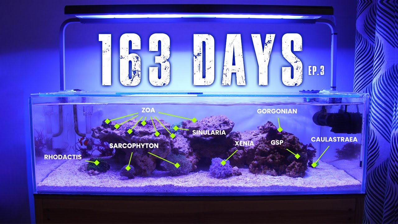 S1E3 - ADDING CORAL AND INVERTS TO THE SHALLOW REEF