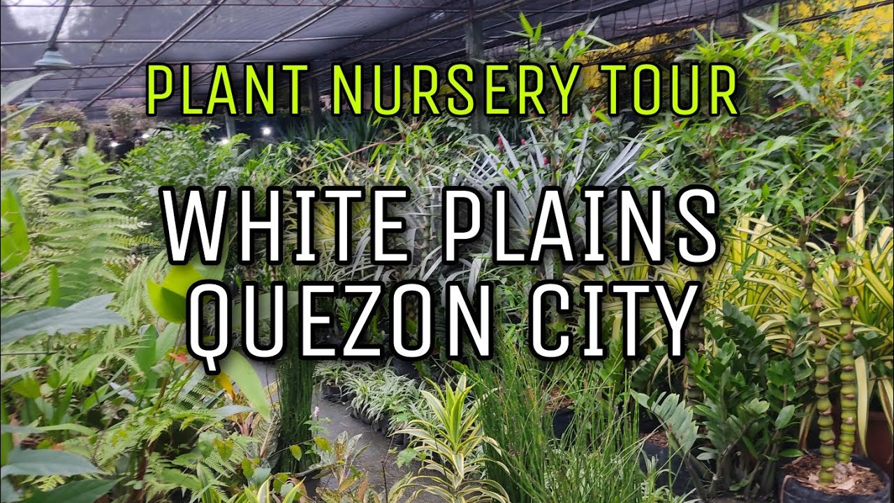White Plains Quezon City Philippines Plant Nursery Tour