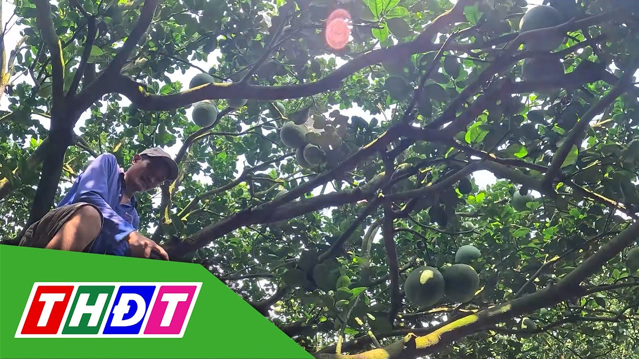 Phường Đạo Thạnh: Tất bật sản xuất phục vụ Tết Nguyên đán 2026 | Trang địa phương - 25/1/2026 | THDT