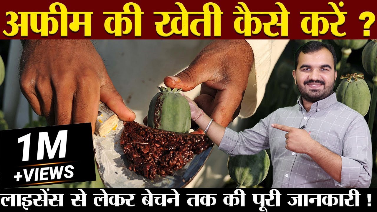 अफ़ीम की खेती | Afeem farming In India | Opium Farming | How we take licence | law For Afeem farming