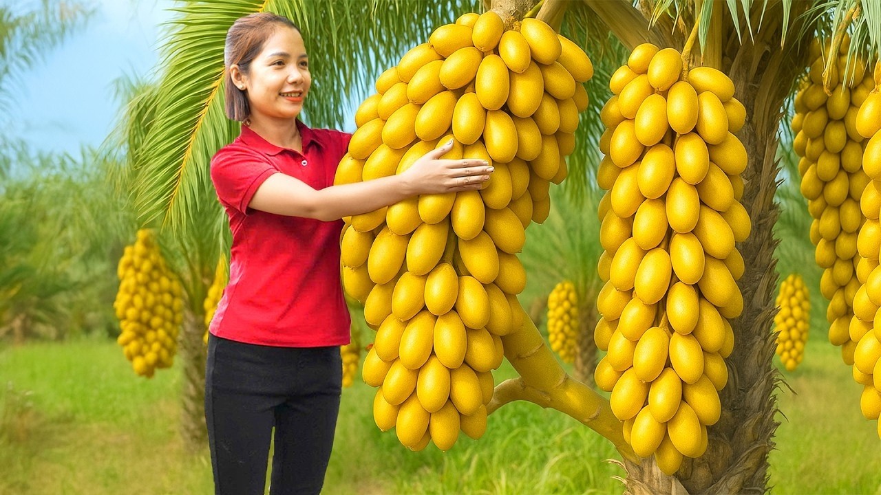 Harvesting GIANT Golden Dates – Incredible Countryside Date Palm Harvest