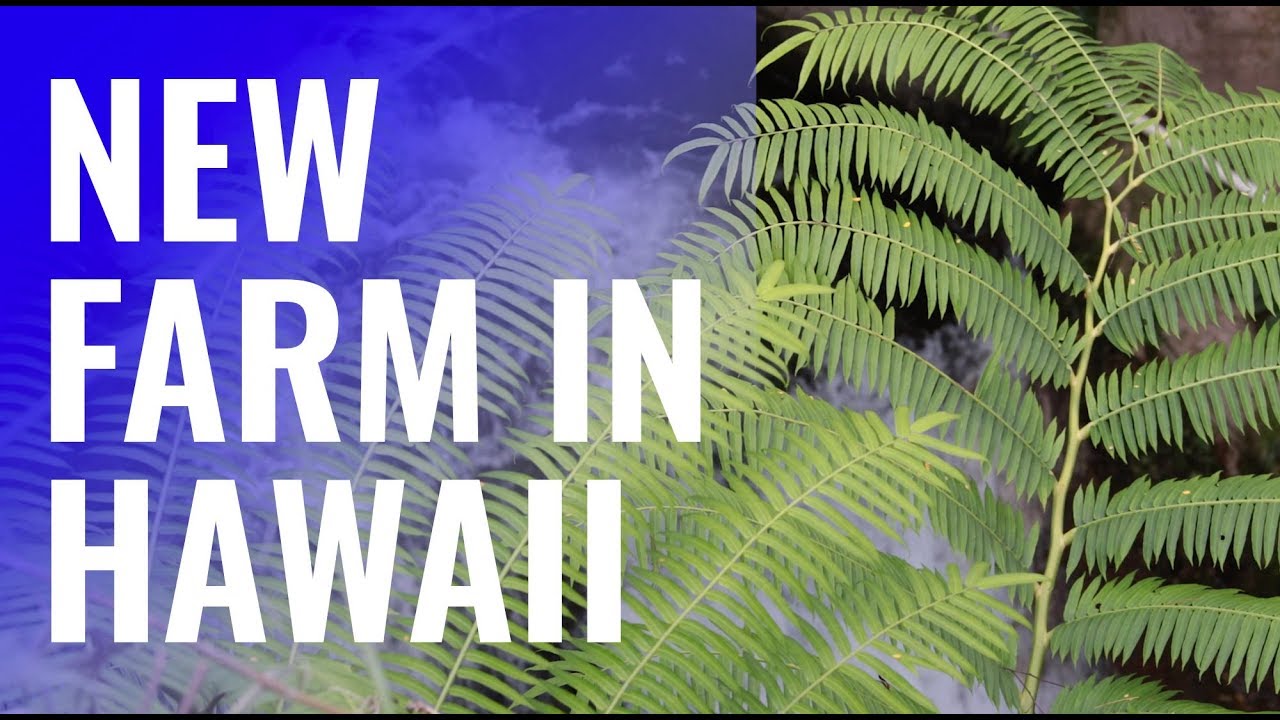 Starting my farm in Hawaii