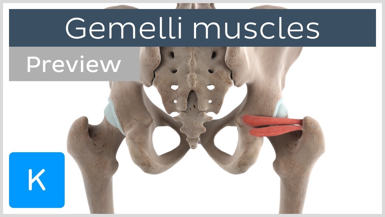 Functions of the gemelli muscles (preview) - 3D Human Anatomy |&nbsp;Kenhub