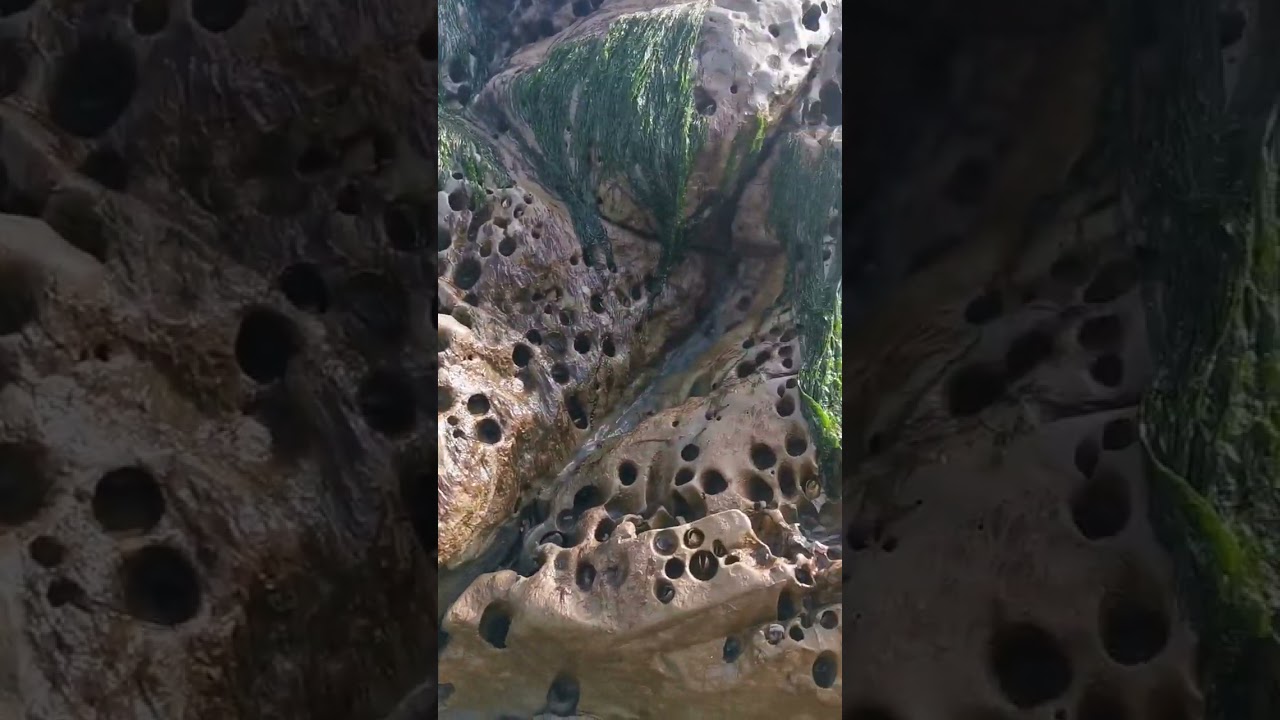 Folkestone Warren beautiful place. Looking for fossils (UK)