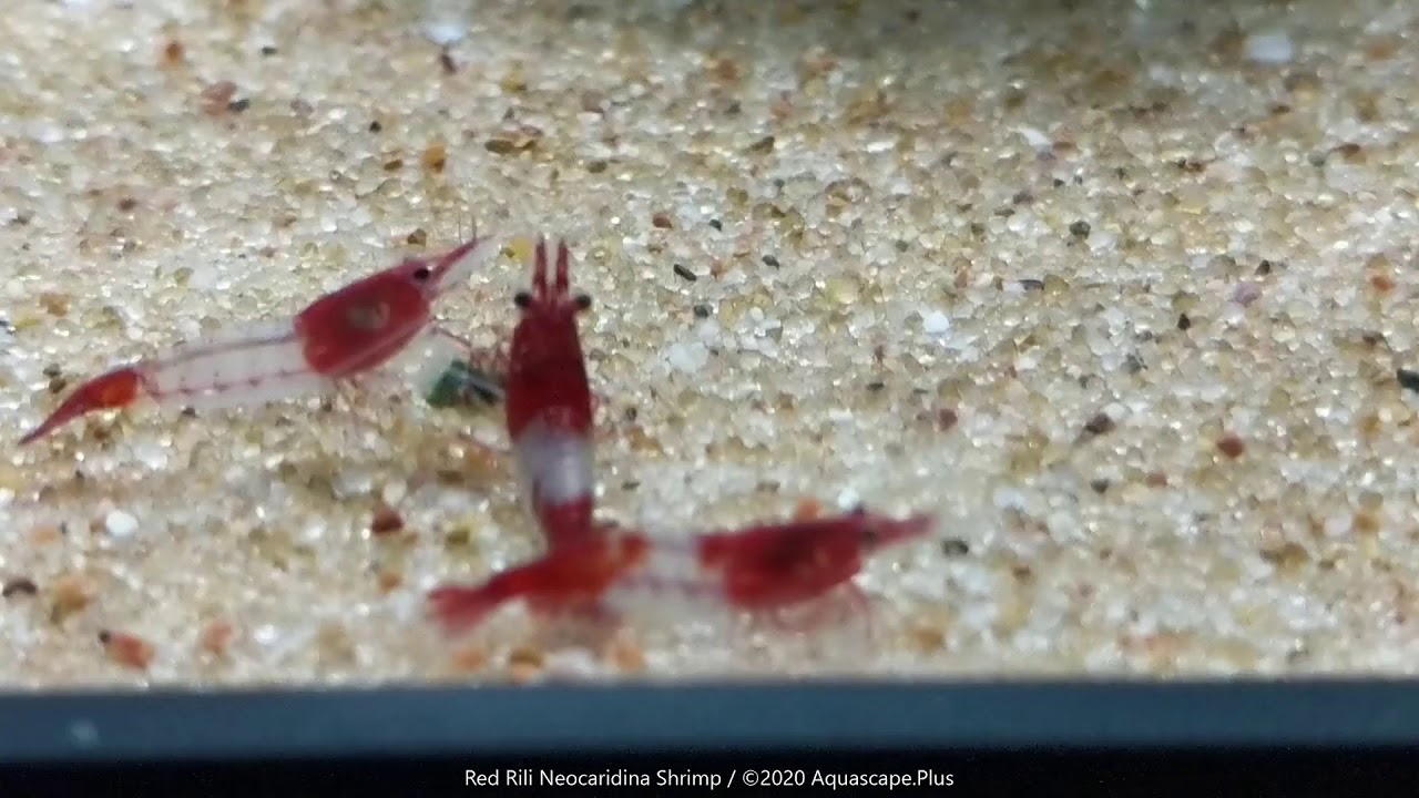 Red Rili Neocaridina Freshwater Shrimp - Aquascape.Plus