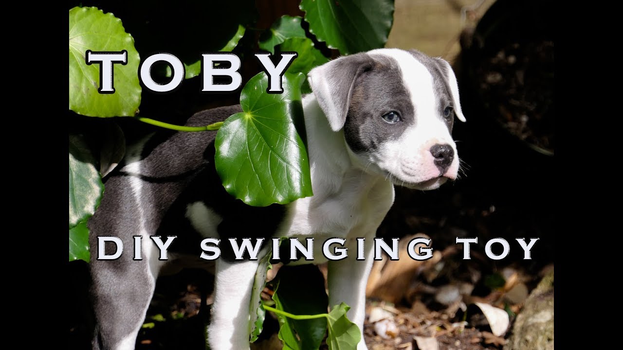 DIY SWINGING TOY for TOBY our Blue & White English Staffy
