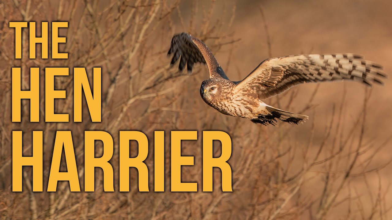 Ringtail Hen Harrier - 2024 ~ IRISH WILDLIFE PHOTOGRAPHY