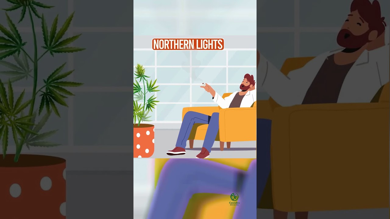 Встречайте Northern Lights: Джеймс Бонд среди сортов каннабиса.