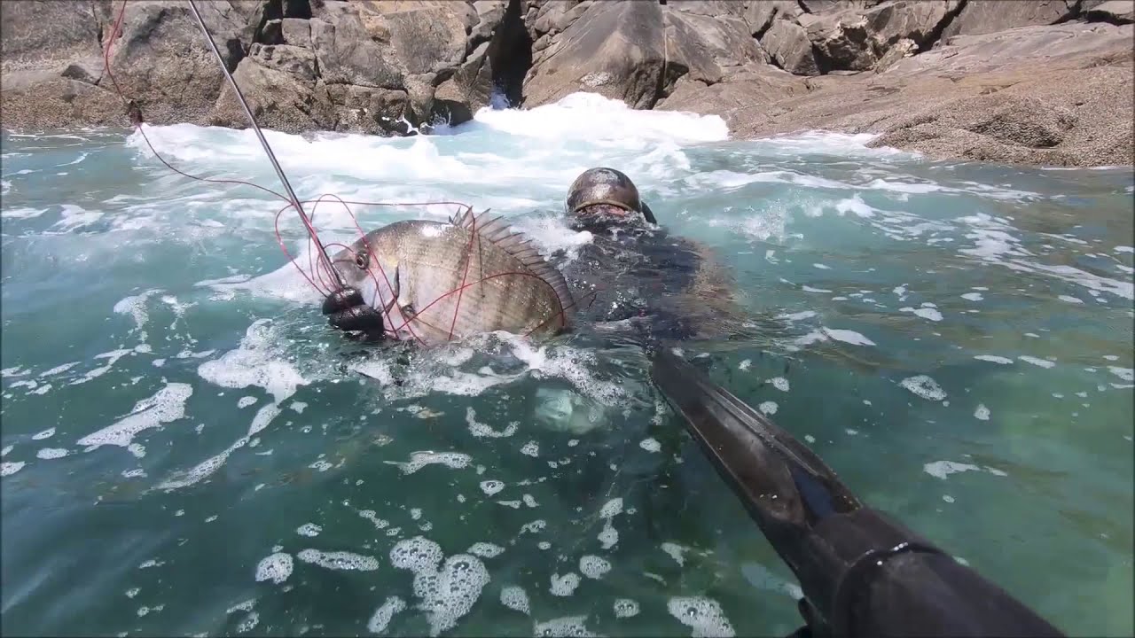 Chasse sous Marine des Sars sur la côte de l’île d'Yeu  (vendée). // White seabream in spearfishing
