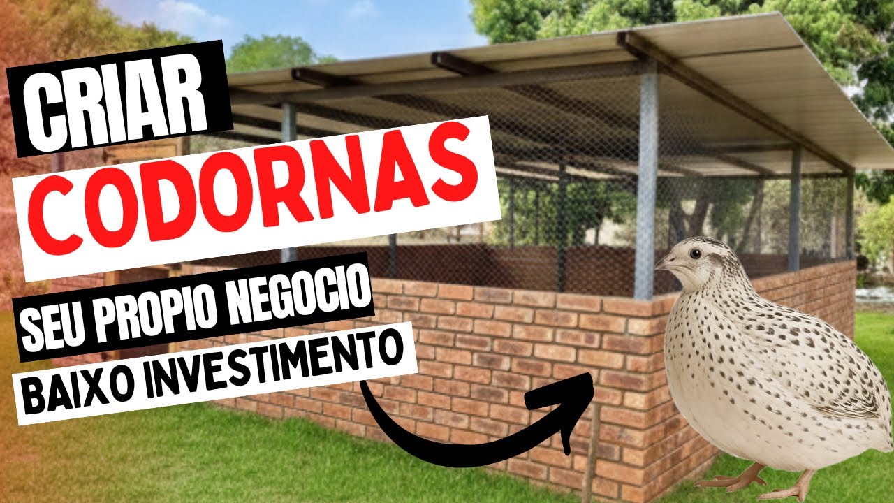 GALPÃO PARA CODORNAS: Do ZERO comece certo e tenha um excelente RETORNO financeiro!
