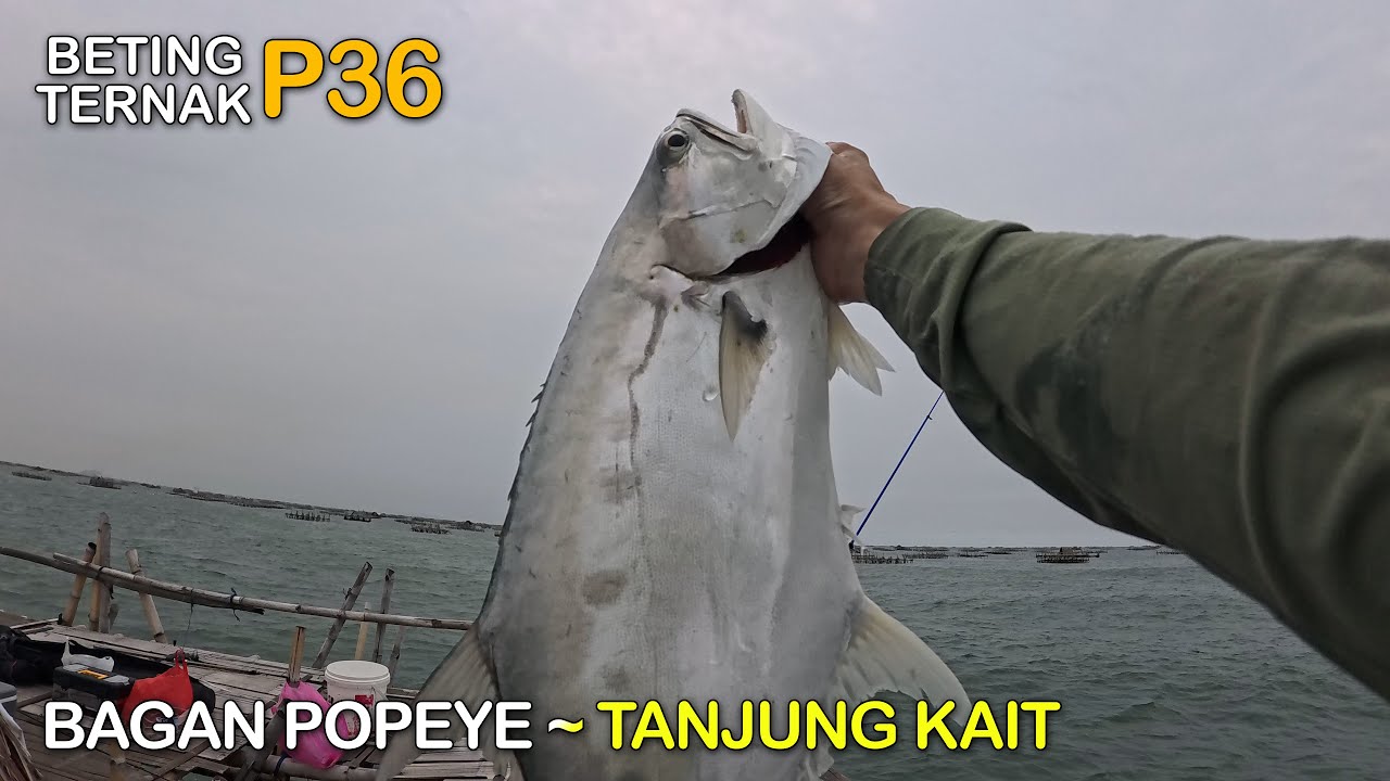 Beting Ternak P36 Banyak Ikan Predatornya‼️Mancing di Bagan Popeye Tanjung Kait || Mancing Gaes