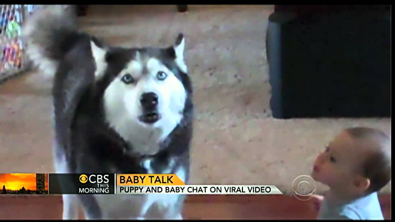 Baby, husky singing video goes viral