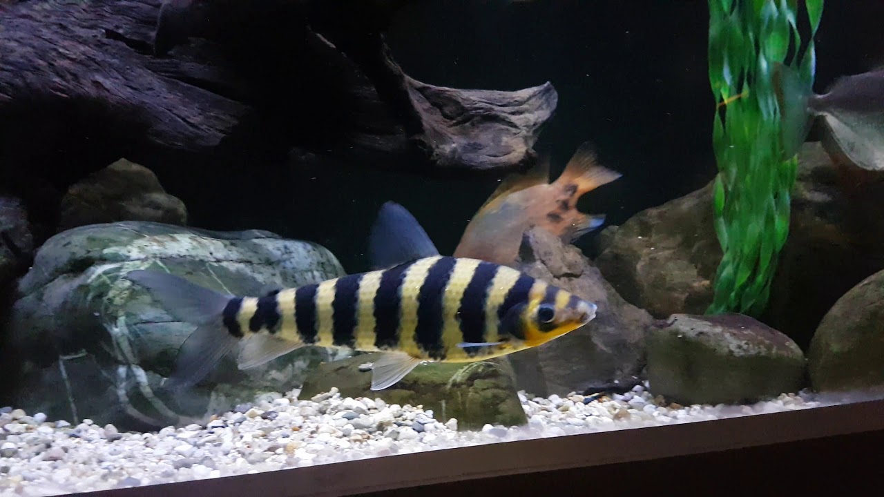 Leporinus fasciatus