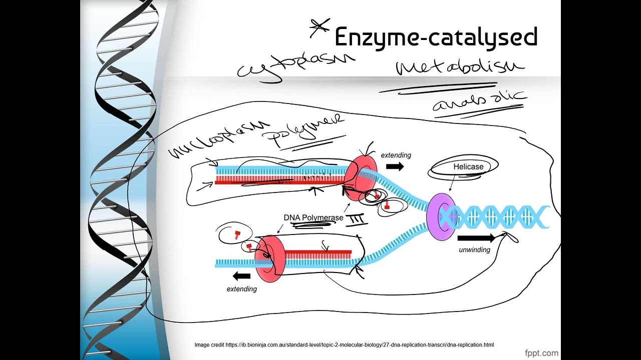 IB Biology D1.1 DNA Replication