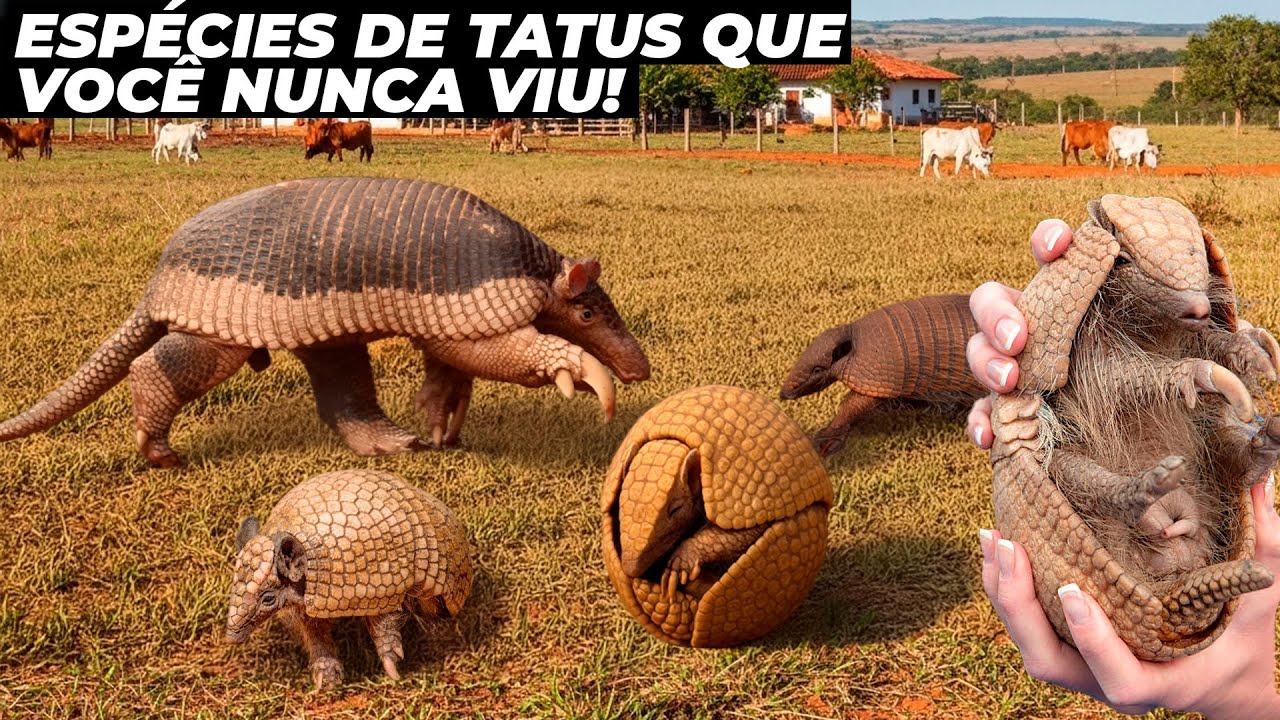 CONHEÇA TODAS AS ESPÉCIES DE TATUS DO BRASIL