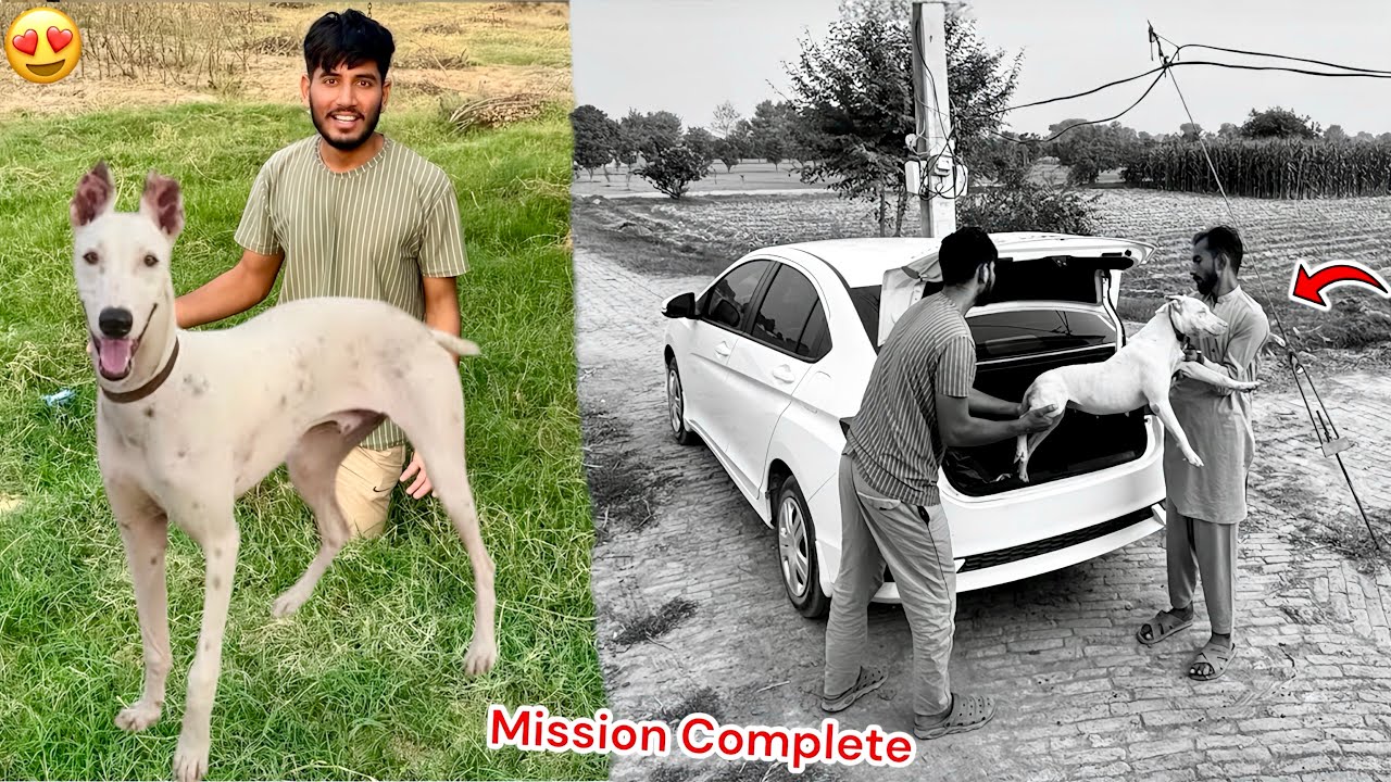  BASSAM KY FARM NAYAB SHIKARI DOG UTHA LIYA😱