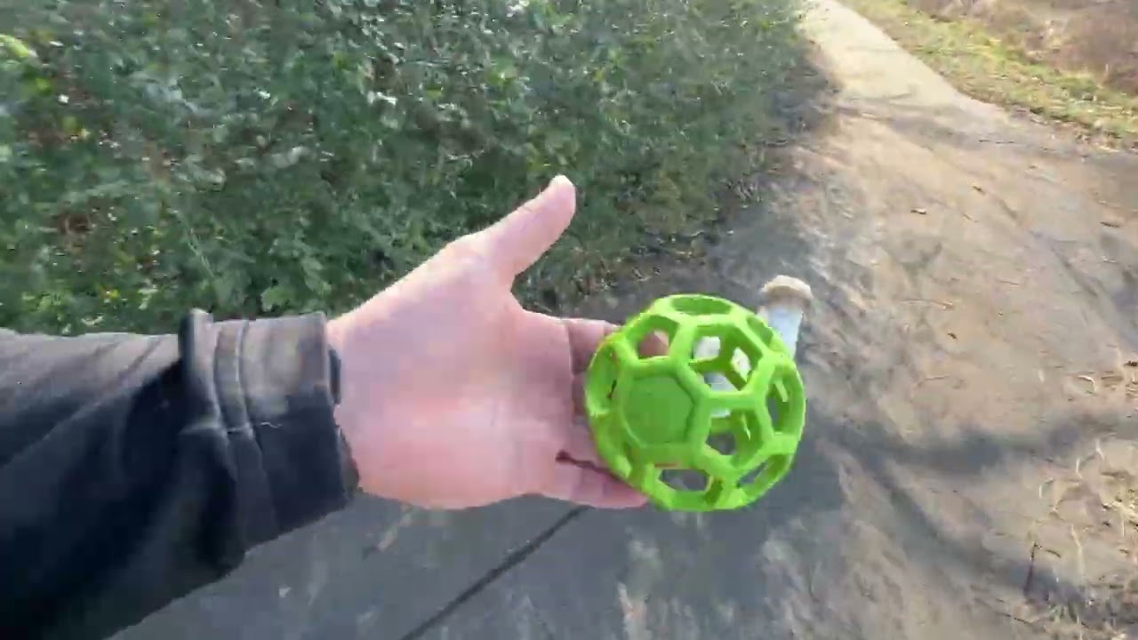 How to Become Best Friends with a Dog 