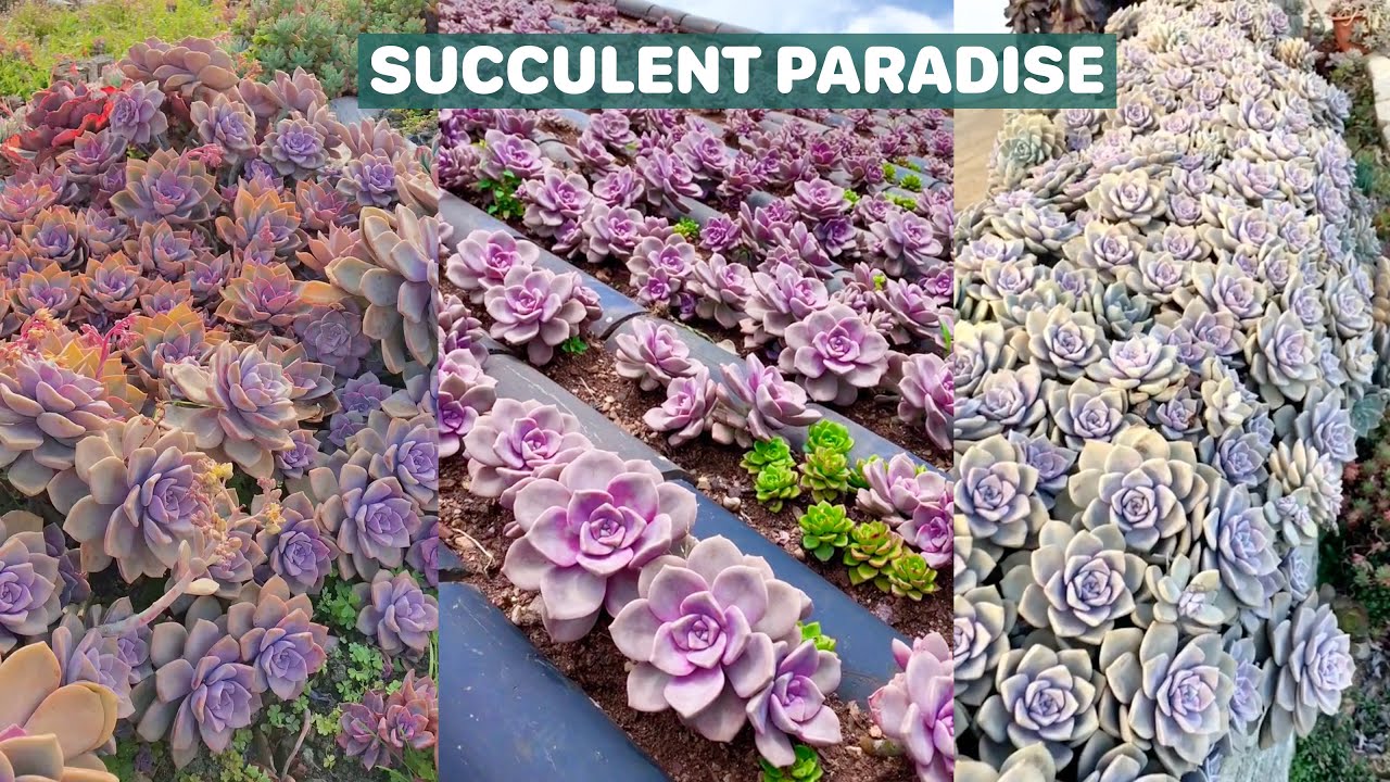 Succulent Paradise | 多肉植物 | 다육이들 | Suculentas