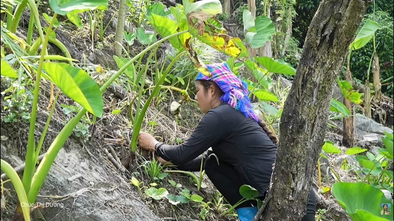 My Daughter’s First Day at School – Harvesting Taro with My Son to Sell at the Market