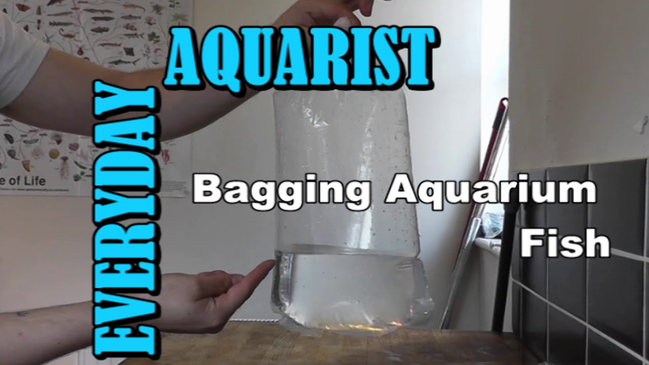 Как упаковать и перевезти аквариумных рыбок