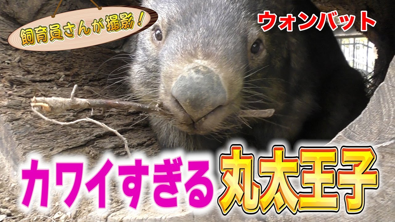 動くぬいぐるみ！ウォンバット 「丸太王子」登場！