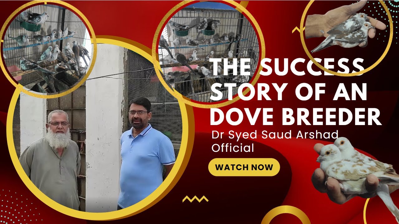 The Successfull Story Of a Dove Breeder