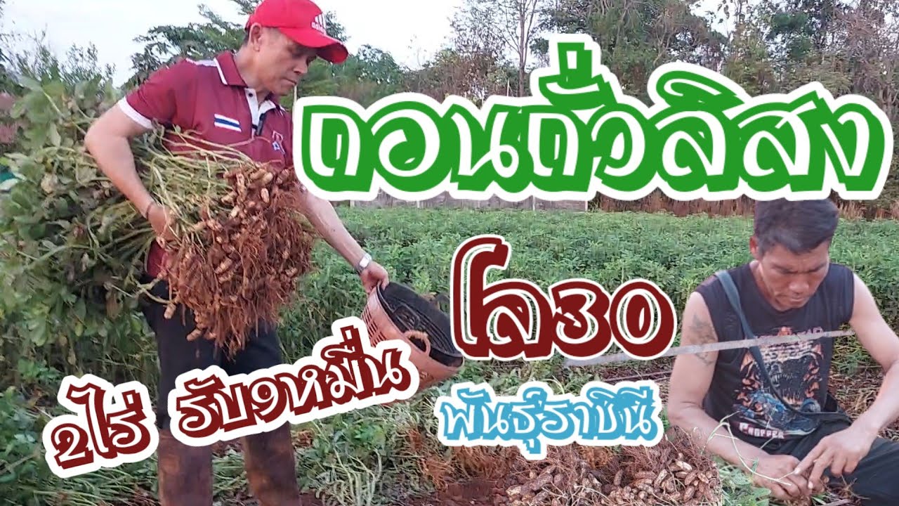 🌱🥜ถั่วลิสง พันธุ์ราชินี ปลูกง่าย ลงทุนน้อย กำไรดี