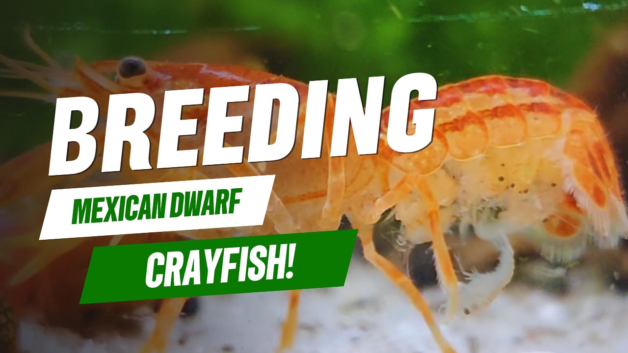 How to Breed Orange Mexican Dwarf Crayfish FAST! 🦞 | Simple & Easy Breeding Tips for Big Results!