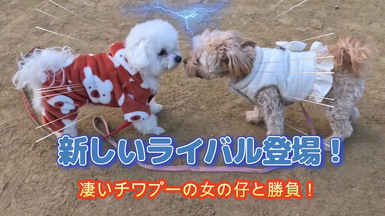 【ダチは拳でつくる！シリーズ】新しいお友達！？ヤンチャなチワプーちゃんとワンプロ勝負するも後ろから仲間にやられる桃ぶ～（ビションフリーゼの桃とトイプードルの梅）