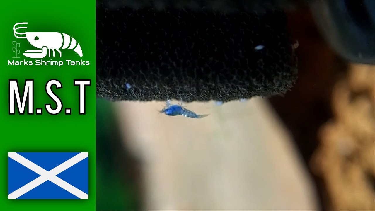 How to Spot Baby Shrimp and Breed Red Galaxy Shrimp Successfully