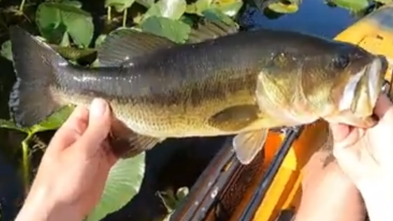 Fishing In Turkey Swamp: New Jersey's Best Kept Secret