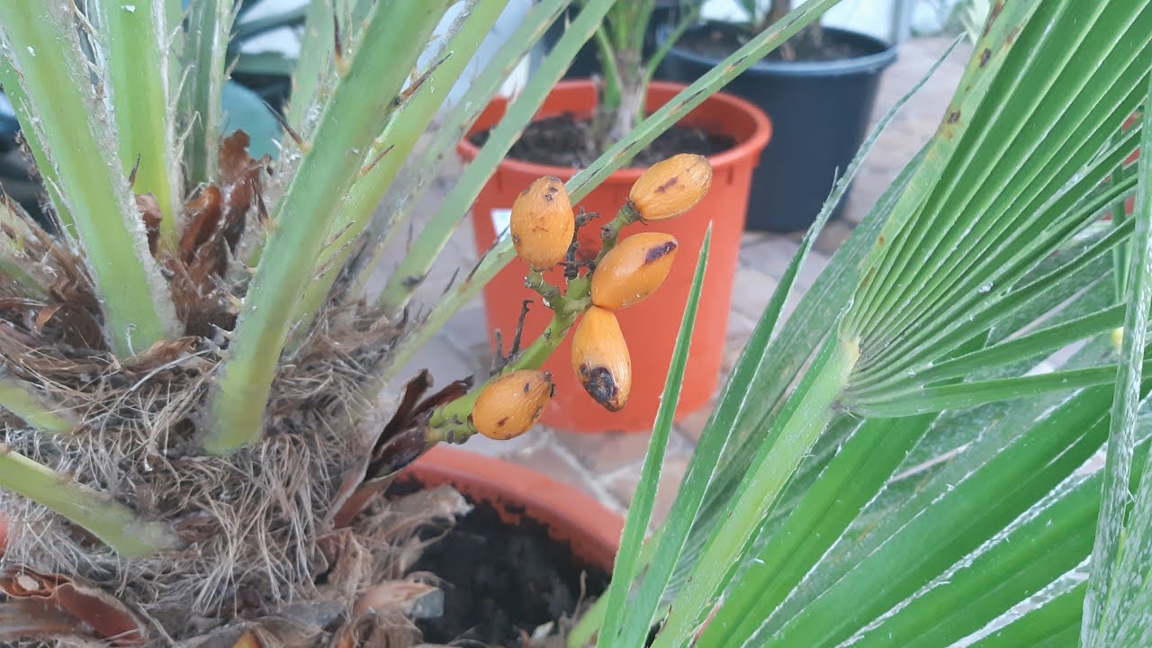 Przegląd dużych palm, nowa waszyngtonia robusta | odc. 61