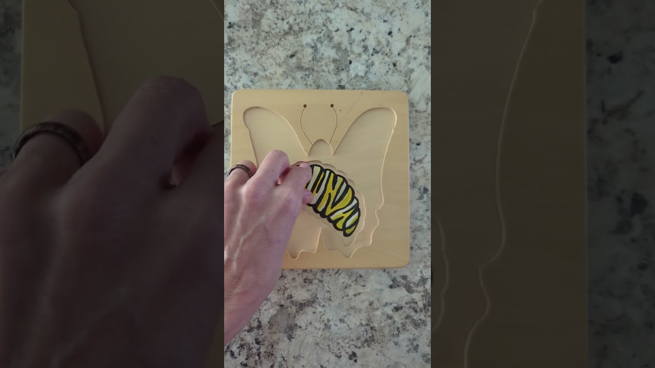 🦋 Butterfly Puzzle Transformation + Safari