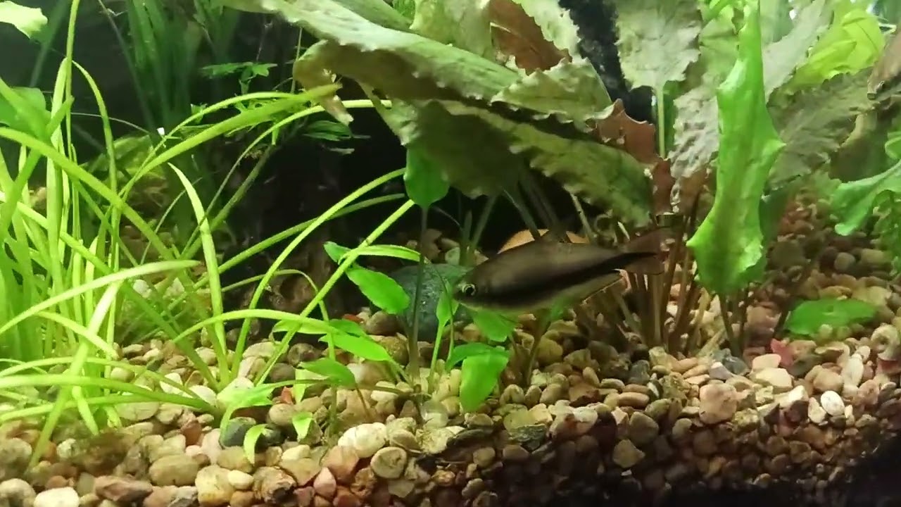 29 gallon Planted Aquarium (Walstad Method) showcasing 10 Emperor Tetras and 11 Black Neon Tetras.