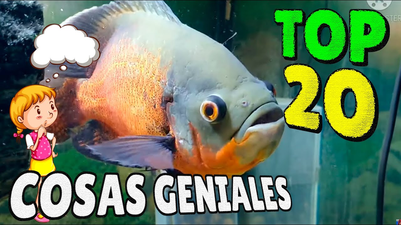 TOP 20 COSAS GENIALES - Peces &Oacute;scar