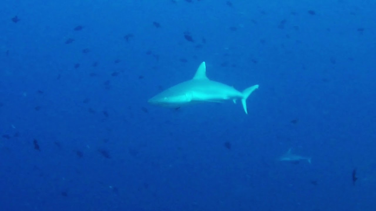 300 sharks, in Moofushi Shark Pass, Constance Moofushi, by Bluetribe