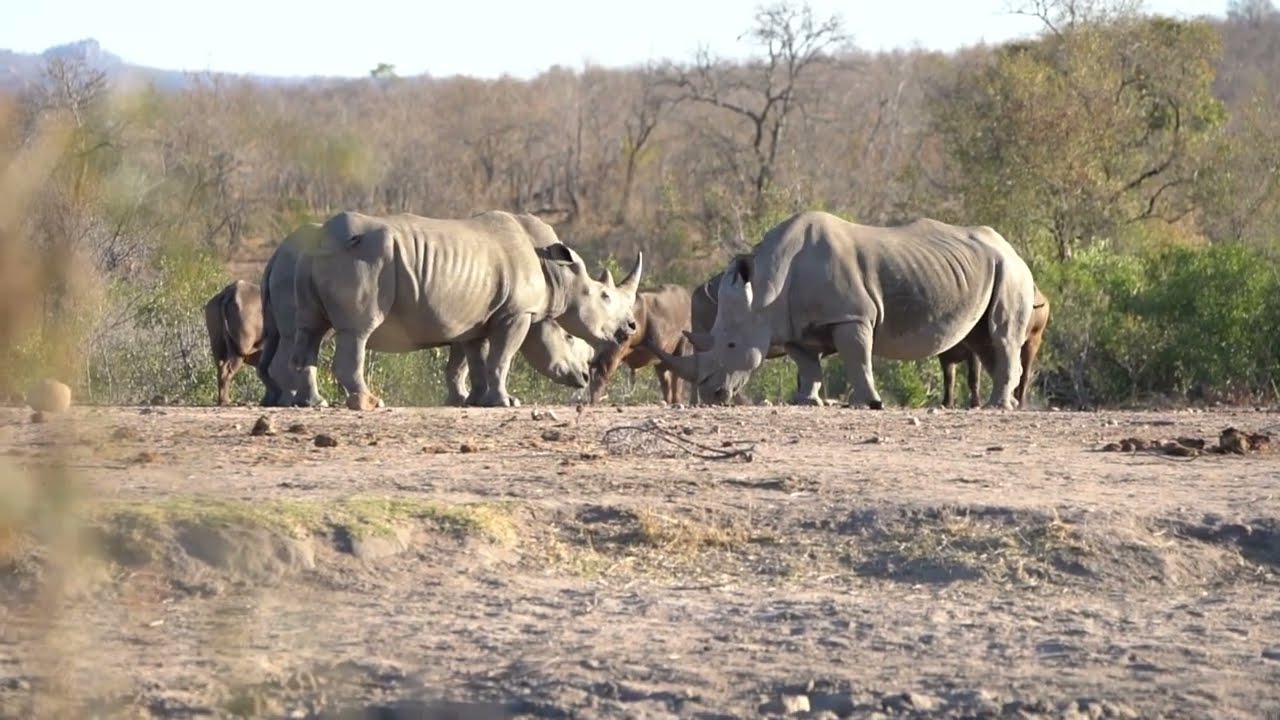 Waterhole socializing necessitated by the need for water. Rhino, Cape Buffalo + others.