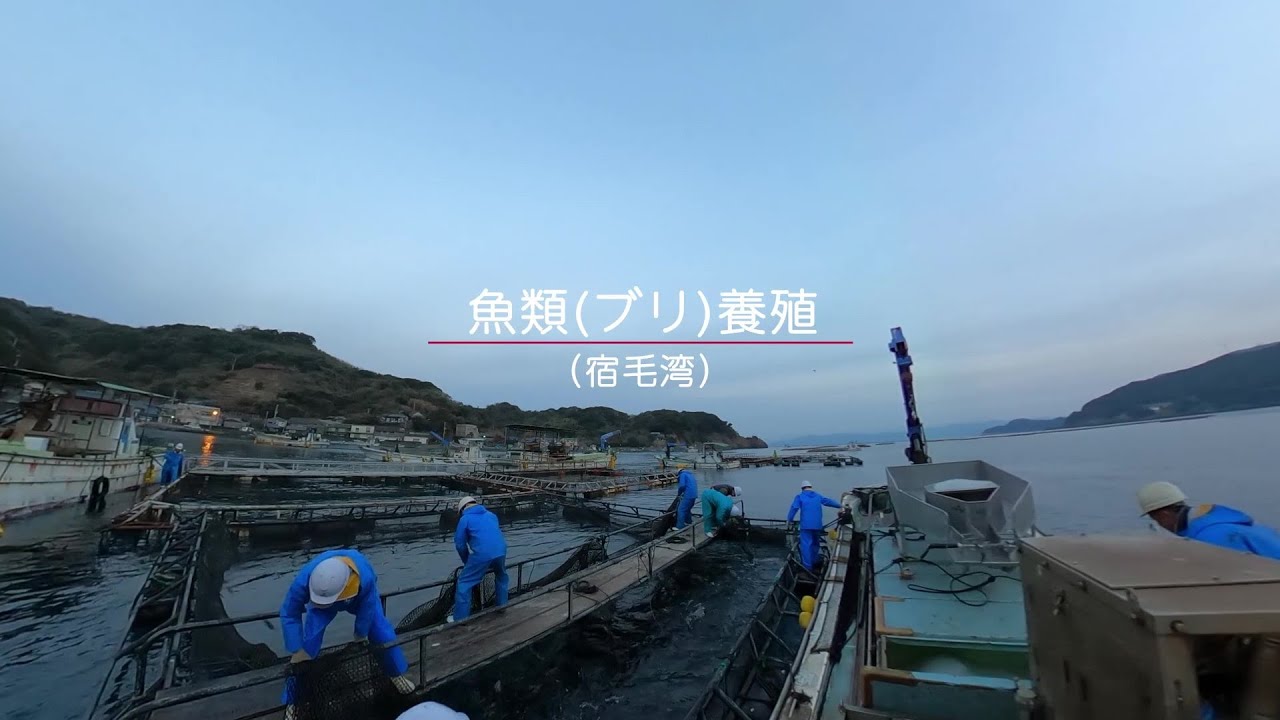 【高知県】養殖漁業【漁業紹介動画】