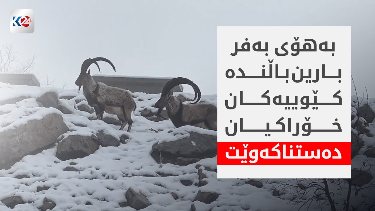 بەهۆی بەفر بارین باڵندە کێوییەکان خۆراکیان دەستناکەوێت